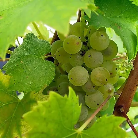 Weinlandhof * Klöch