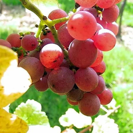 Weinlandhof Klöch