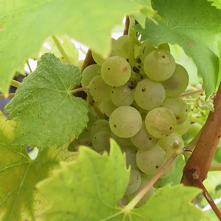 호텔 Weinlandhof Klöch