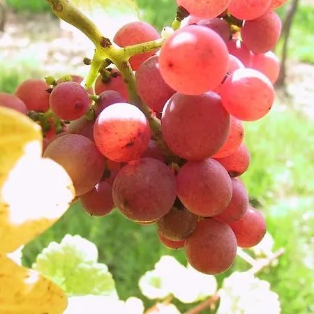 Weinlandhof