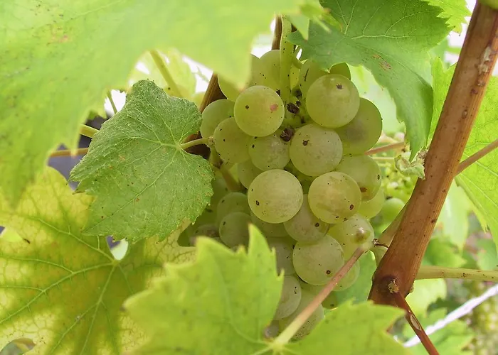 酒店 Weinlandhof Klöch